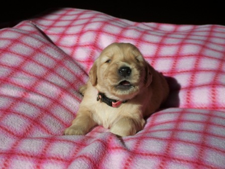 Picture of Camo Pink 1